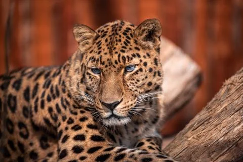 Leopard In a dominant pose basking in the sun without a care in the world. Stock Photos
