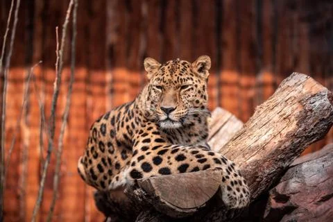 Leopard In a dominant pose basking in the sun without a care in the world. Stock Photos