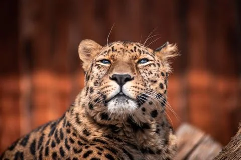 Leopard In a dominant pose basking in the sun without a care in the world. Stock Photos