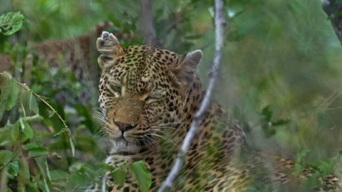 A leopard dozing off lying in thick vegetation Stock Footage 114797851