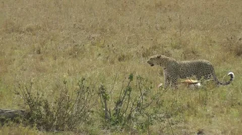 Leopard dragging pray in savannah Stock Footage 22424697