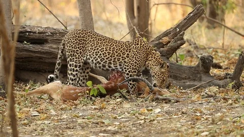 Leopard drags impala carcass through brush 2 Stock Footage 119275245