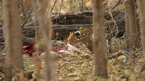 Leopard drags impala carcass through brush 1 Stock-Footage 119276864