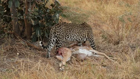 Leopard drags impala carcass through grass 動画素材 119276890