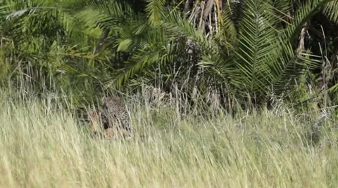 LEOPARD DRAGS KILL 動画素材 49496856