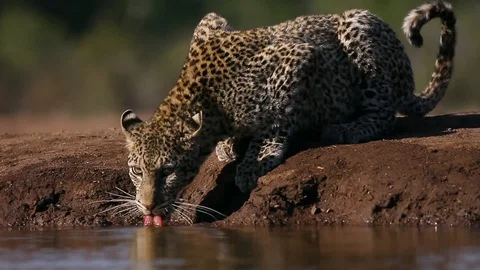 Leopard drinking on big five african photo safari in botswana Stock Footage 95699833