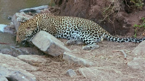 LEOPARD DRINKING MAASAI MARA KENYA AFRICA Stock Footage 76348437