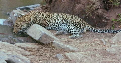 LEOPARD DRINKING MAASAI MARA KENYA AFRICA Video stock 76351059