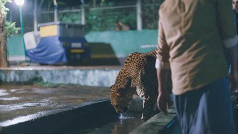 Leopard drinking at night in town 스톡 사진