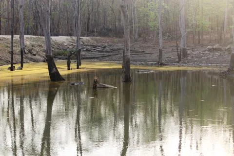 Leopard drinking place Stock Photos