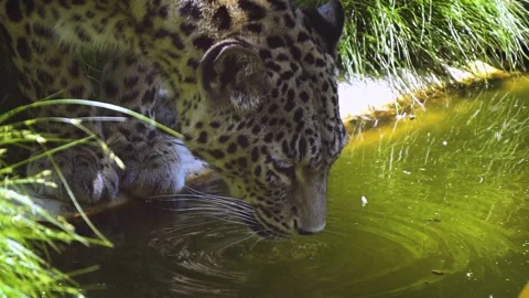 Leopard Drinking Slow Motion Stock Footage 154962807