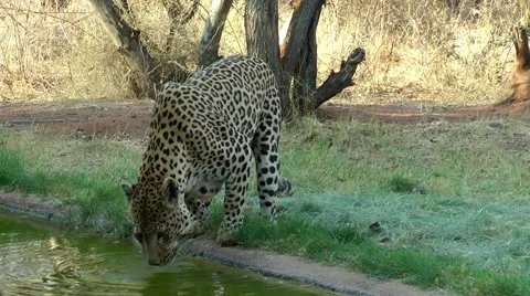  leopard drinking water Stock Footage 55587765