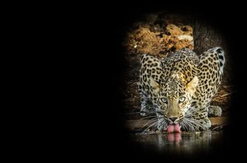 A leopard drinking water at a river Stock Photos