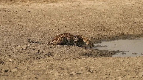 Leopard drinking at waterhole 스톡 동영상 119275997