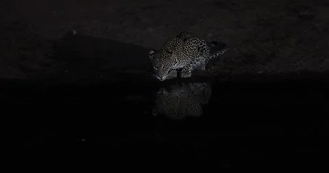 A leopard drinks water at night in the savannah Stock Footage 245049952
