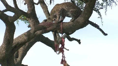 LEOPARD DROPS JACKAL IN TREE Video stock 74719675