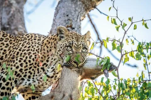 Leopard with a Duiker kill. Stock Photos