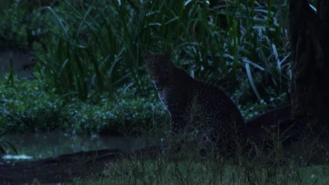 Leopard at dusk, sitting by a creek Stock Footage 150290723