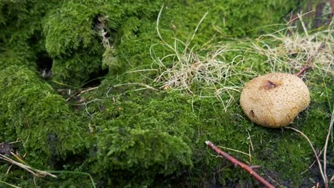 Leopard  earthball mushroom at a moss damp environmennt Stock Footage 142274151