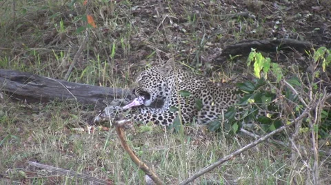 Leopard eating Stock Footage 893181