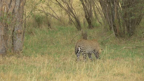Leopard eating Stock Footage 87447480