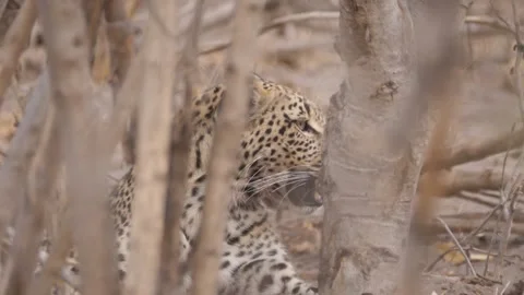 Leopard eating from hippo carcass at Okavango Delta Stock Footage 321594648