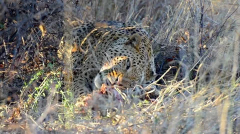 Leopard eating his kill Stock Footage 21906627