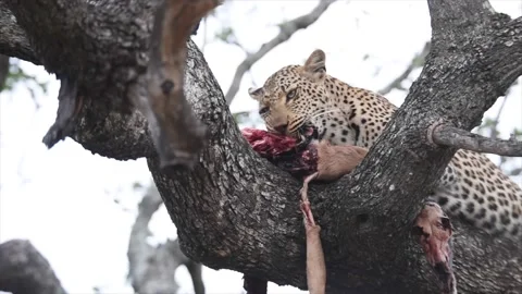 Leopard eating his prey in a tree near Sabie in South Africa Stock Footage 134469983