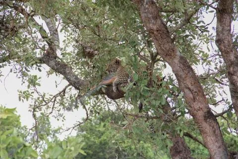 Leopard eating an impala prey on tree branch, Kruger National Park, South Afr Photos