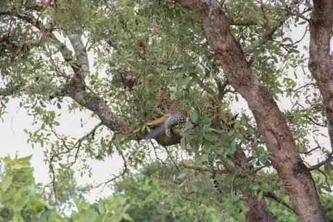 Leopard eating an impala prey on tree branch, Kruger National Park, South Afr Stock Photos