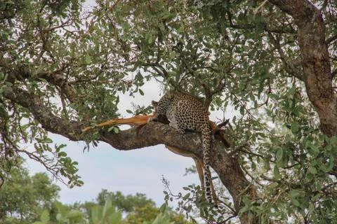 Leopard eating an impala prey on tree branch, Kruger National Park, South Afr Stock-Fotos