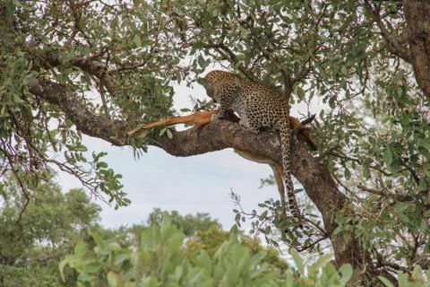 Leopard eating an impala prey on tree branch, Kruger National Park, South Afr Stock-Fotos