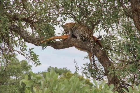 Leopard eating an impala prey on tree branch, Kruger National Park, South Afr Stockfoto's