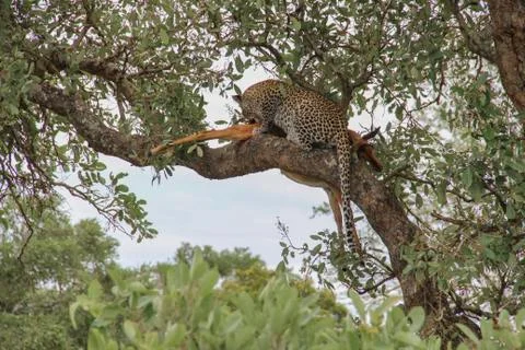 Leopard eating an impala prey on tree branch, Kruger National Park, South Afr Stock Photos