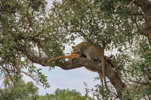 Leopard eating an impala prey on tree branch, Kruger National Park, South Afr 스톡 사진
