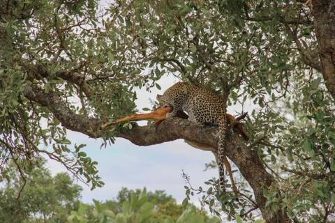 Leopard eating an impala prey on tree branch, Kruger National Park, South Afr Stock-Fotos