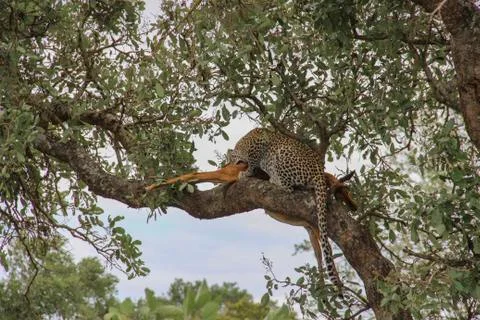 Leopard eating an impala prey on tree branch, Kruger National Park, South Afr Stock-Fotos