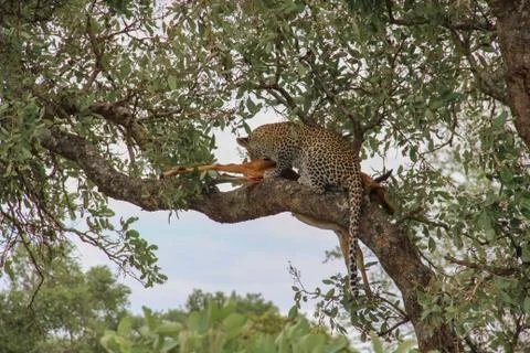Leopard eating an impala prey on tree branch, Kruger National Park, South Afr Stock-Fotos