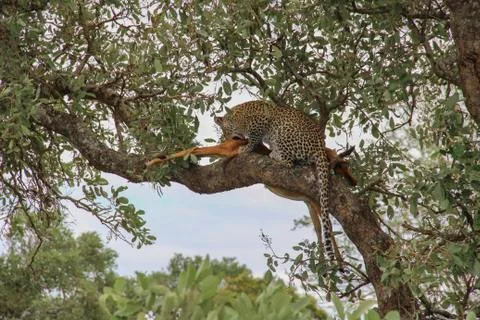 Leopard eating an impala prey on tree branch, Kruger National Park, South Afr Фото