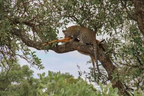 Leopard eating an impala prey on tree branch, Kruger National Park, South Afr Stock-Fotos
