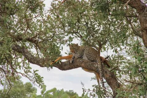 Leopard eating an impala prey on tree branch, Kruger National Park, South Afr Stock-Fotos