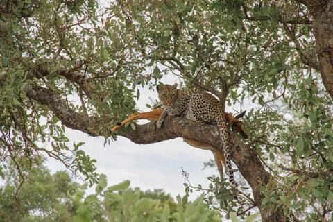 Leopard eating an impala prey on tree branch, Kruger National Park, South Afr Stock-Fotos