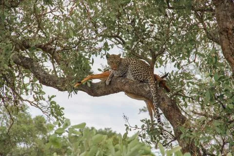 Leopard eating an impala prey on tree branch, Kruger National Park, South Afr Фото