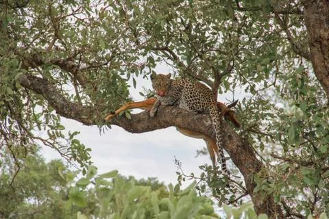Leopard eating an impala prey on tree branch, Kruger National Park, South Afr Stock Photos