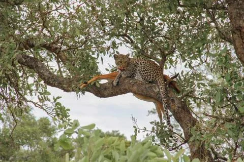 Leopard eating an impala prey on tree branch, Kruger National Park, South Afr Stock-Fotos