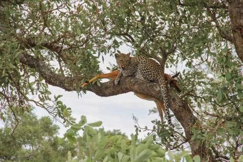 Leopard eating an impala prey on tree branch, Kruger National Park, South Afr Photos