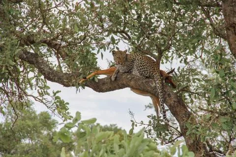 Leopard eating an impala prey on tree branch, Kruger National Park, South Afr Stock-Fotos