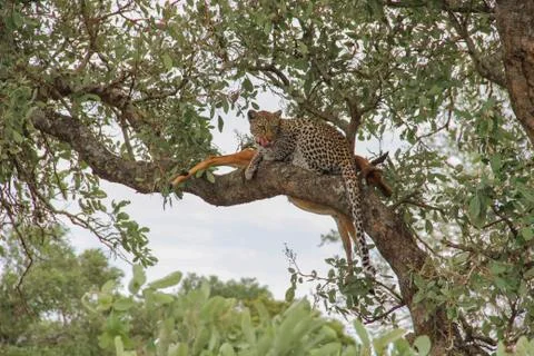 Leopard eating an impala prey on tree branch, Kruger National Park, South Afr Stock Photos