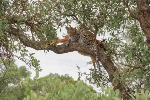 Leopard eating an impala prey on tree branch, Kruger National Park, South Afr Stock-Fotos
