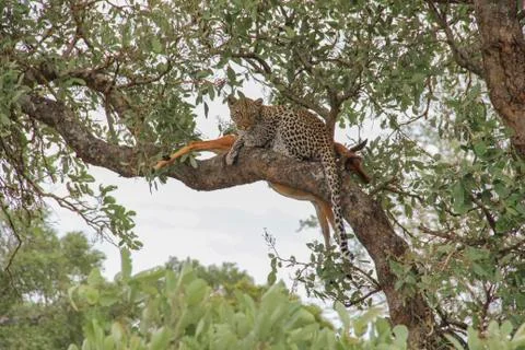 Leopard eating an impala prey on tree branch, Kruger National Park, South Afr Stock-Fotos